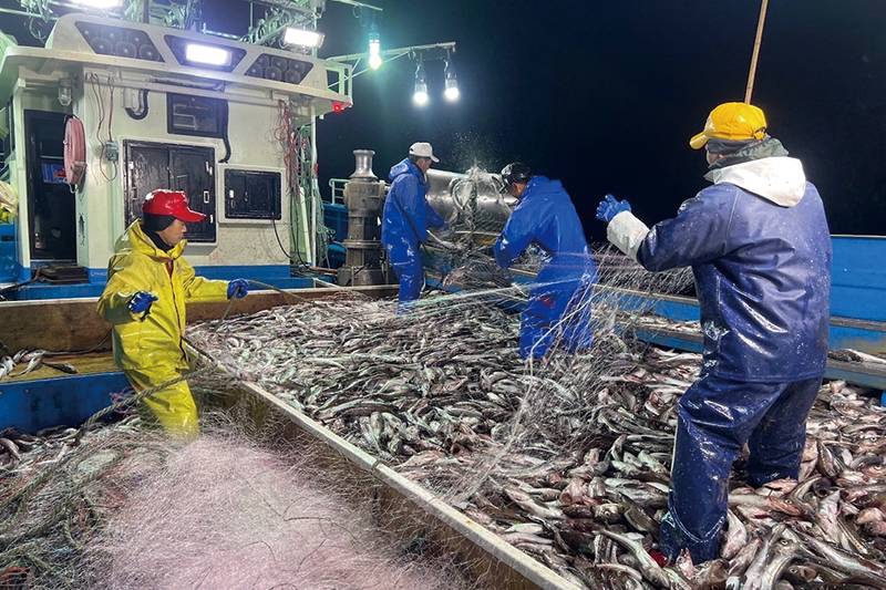 極寒の北海道の海で水揚げされるスケトウダラ。
