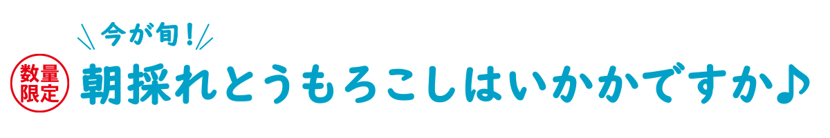 数量限定＼今が旬／朝採れとうもろこしはいかかですか♪