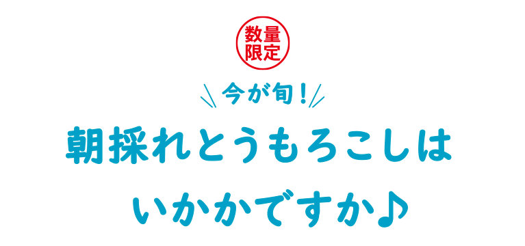 数量限定＼今が旬／朝採れとうもろこしはいかかですか♪