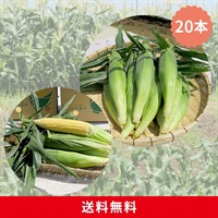 朝採れとうもろこし 20本セット